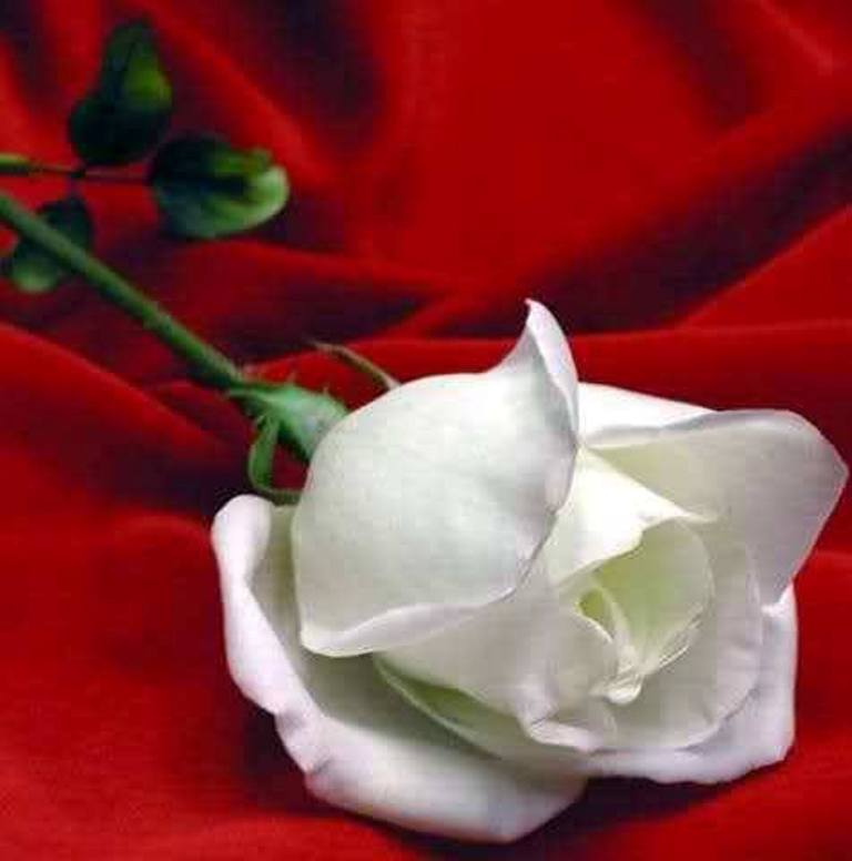 15219476_679756395523027_5799671528649195816_n