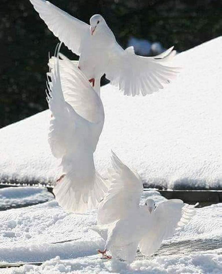 canta-mi iarna de teodora dumitru