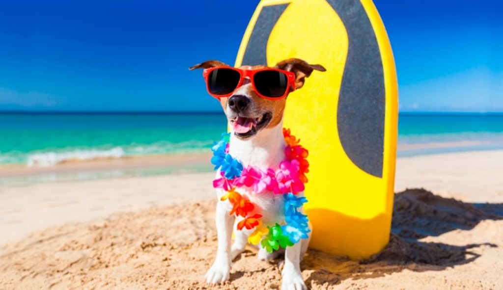 dog-beach-670x387