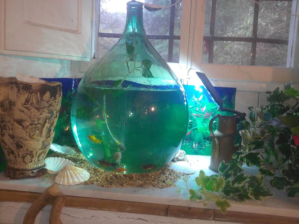 gutuia mea albastra de mircea trifu