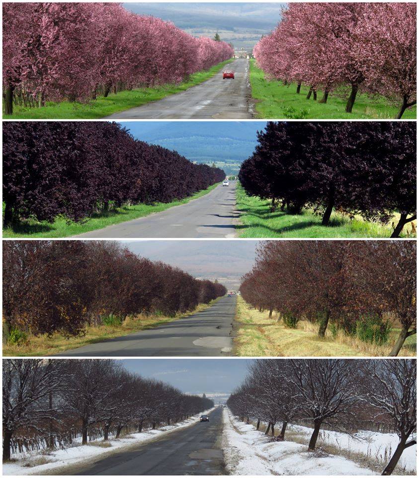 anotimpuri de aurelia oanca