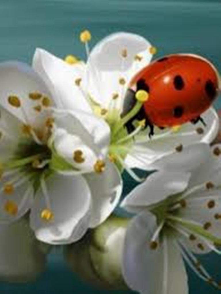 buburuza de teodora dumitru