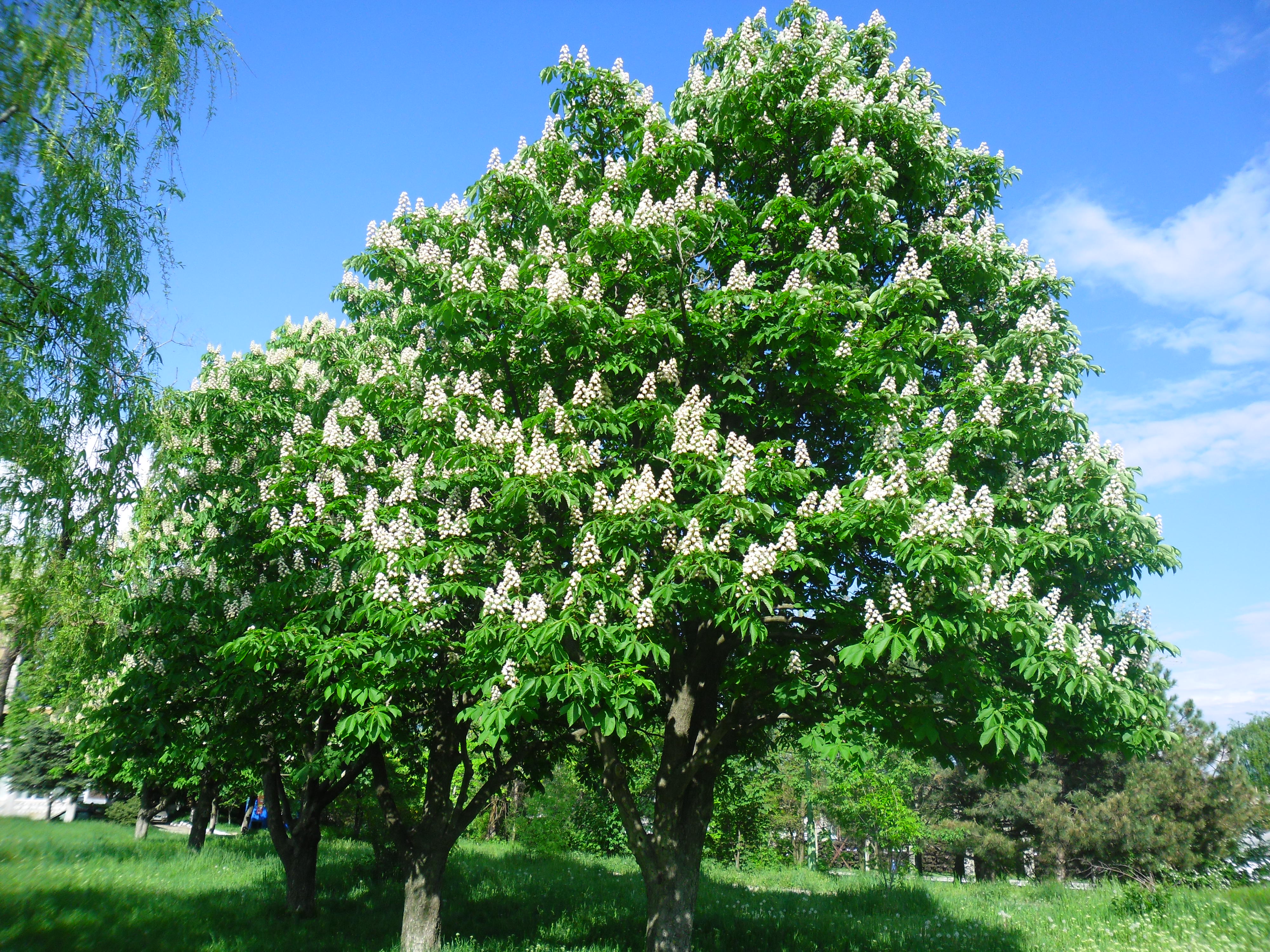 copilarie-n satul mic uitat de ani de Mihaela CD