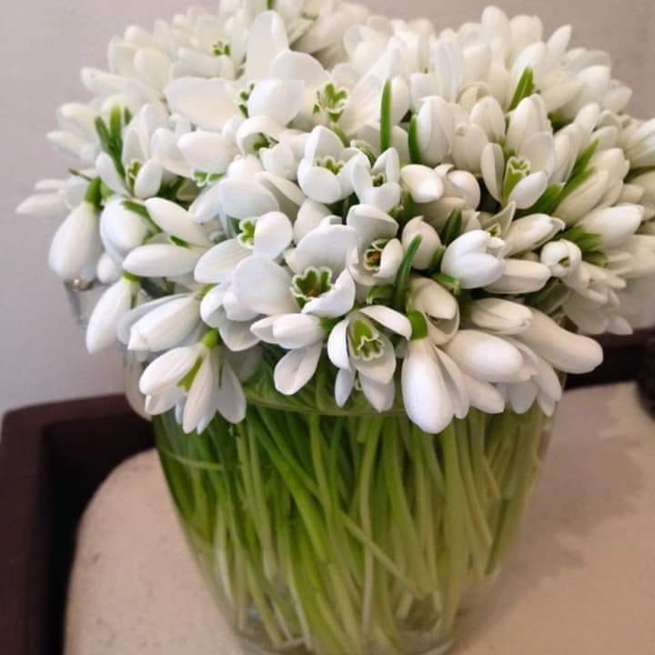 primul ghiocel de teodora dumitru