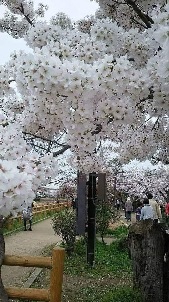 poveste de loreta toader