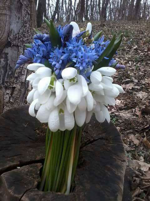 chipul primaverii de aurelia oanca