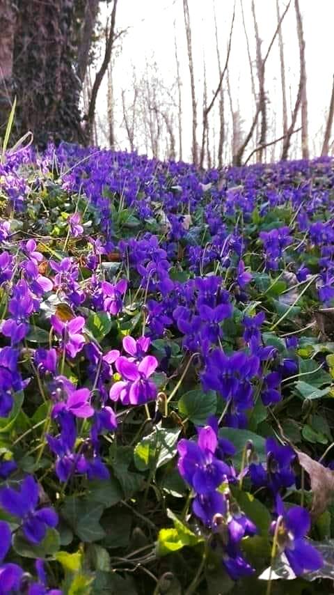 covor de toporasi de aurelia oanca
