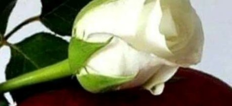 dorul de elena tudosa