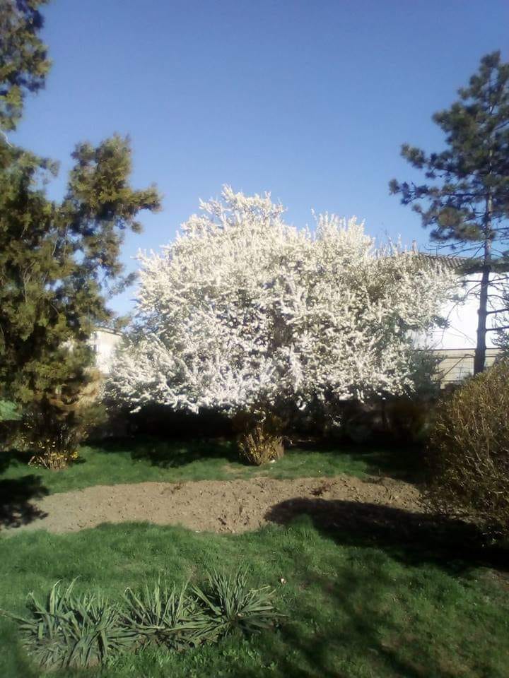 imi zboara gandul de teodora dumitru