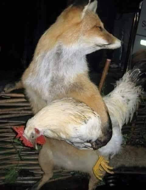 la congresul din zavoi de sandu chiva