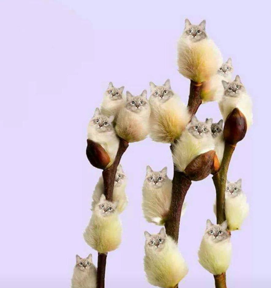 matisorii de aurelia oanca