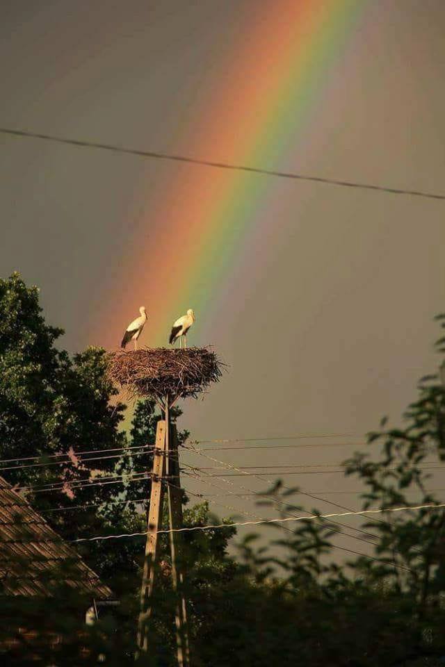 noua aventura de aurelia oanca