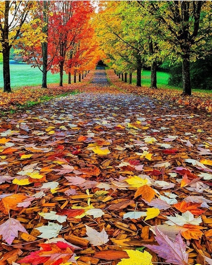 Rondelul varstei a treia de Constantin Bidulescu