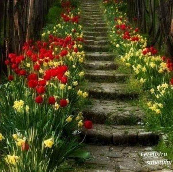 trepte de teodora dumitru