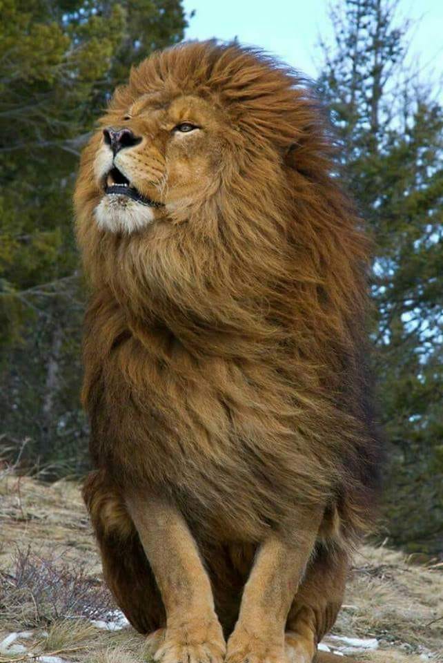 va jur pe coama mea de sandu chiva