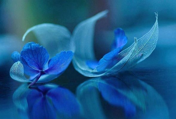 clipe de albastru de daniel visan dimitriu