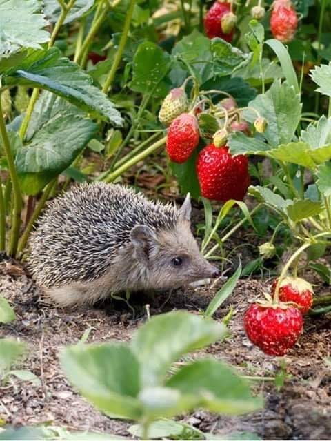 coapte buburuze de aurelia oanca