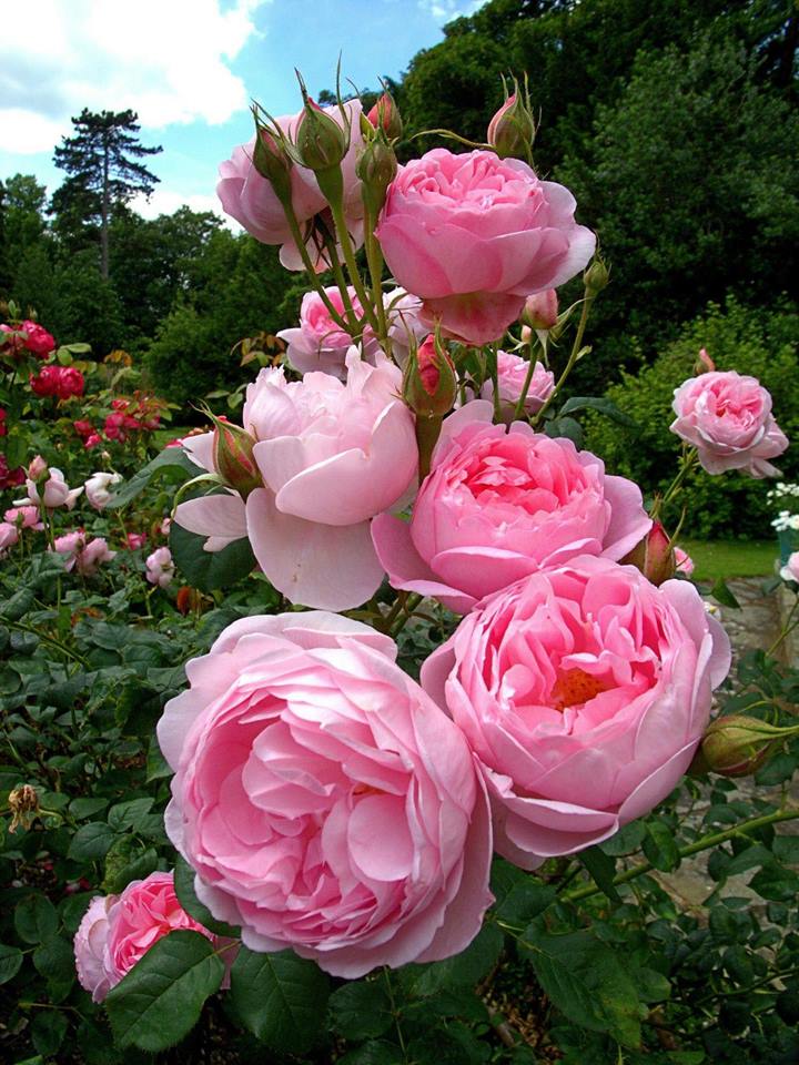 drumul care duce... de aurelia oanca