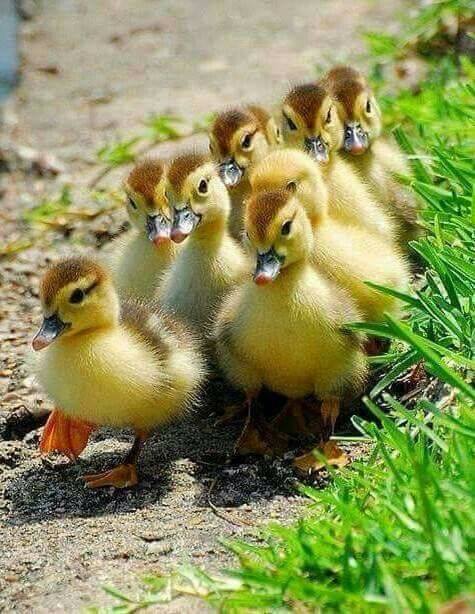 in pas de defilare de aurelia oanca