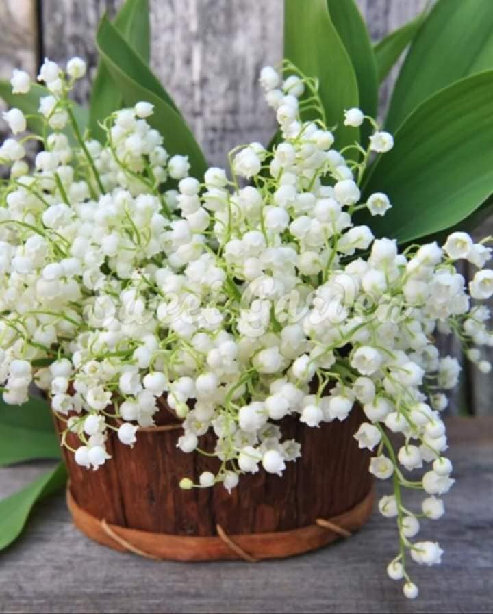 Lacrimioare Buna Dimineata de Mihaela CD