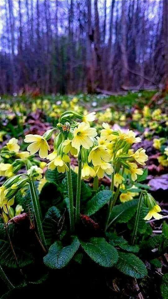 meditatie de aurelia oanca