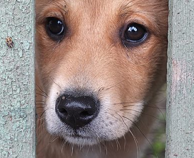 oameni si caini de gabi ionescu