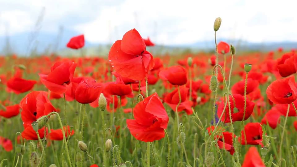 primavara de loreta t