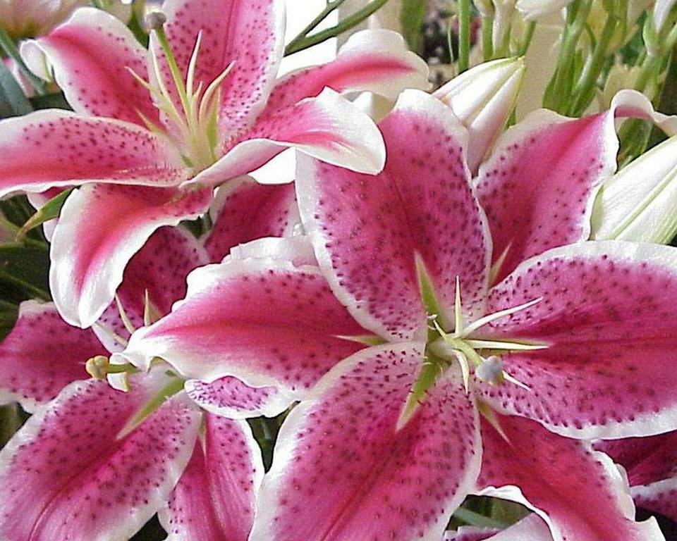 te am asteptat de loreta t