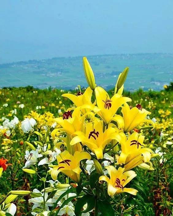 trupul tarii de aurelia oanca