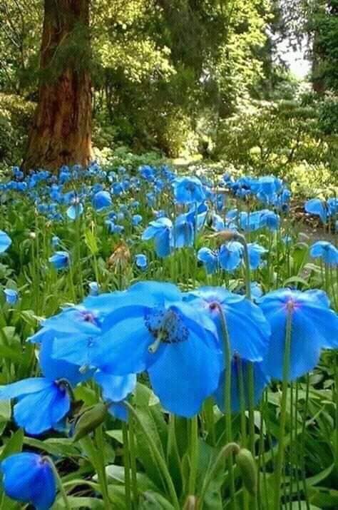 albastru sublim de aurelia oanca