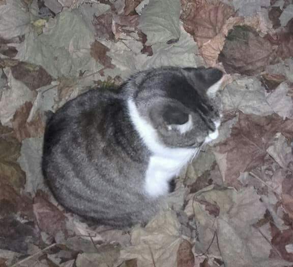 Bella de loreta toader