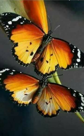 doi fluturasi de elena tudosa