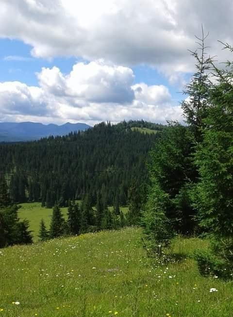 dorinta de elena tudosa