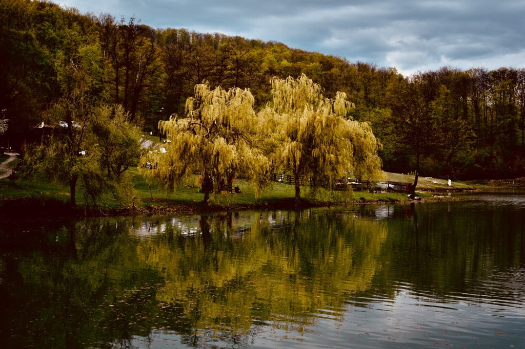 doua salcii de aurelia oanca