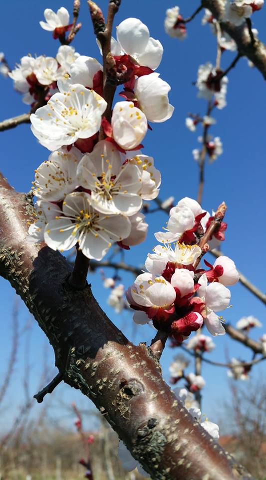 flori de cais de carolina baldea
