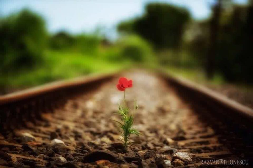 indrazneala macului de aurelia oanca