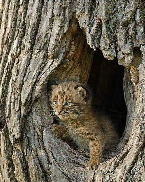 miki de loreta toader