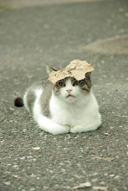 Miki sunt ! de Loreta Toader