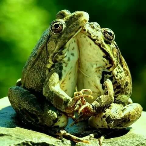 o broscuta si-un brotac de loreta toader