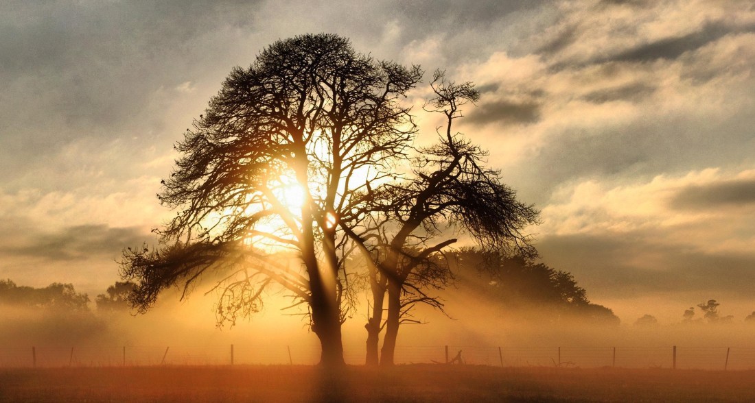 oda eroilor de aurelia oanca