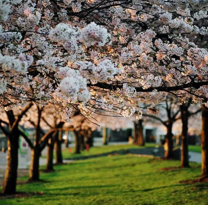 pasi de primavara de aurelia oanca