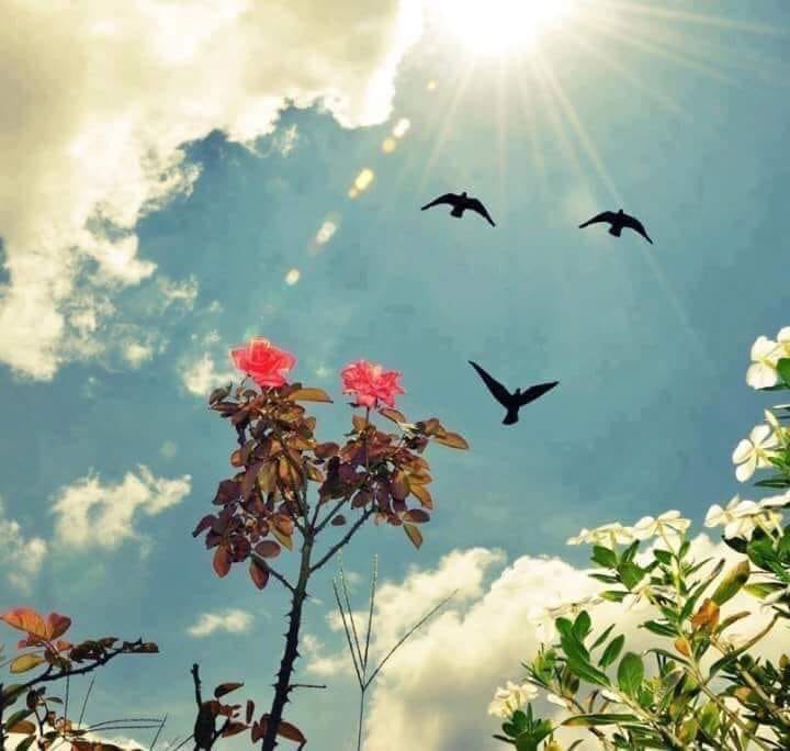 petale de lumina de teodora dumitru