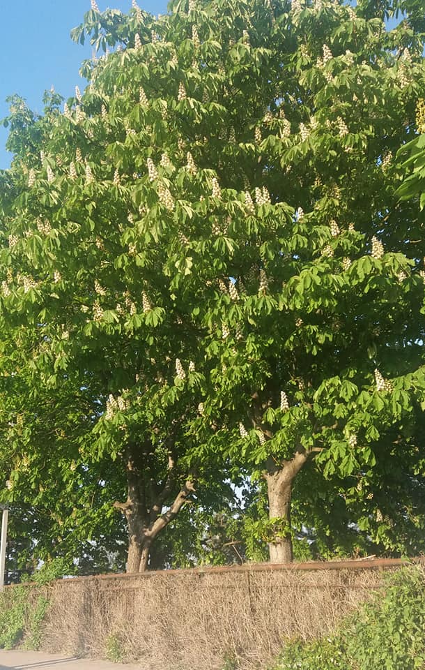 plange floarea de castan de teodora dumitru