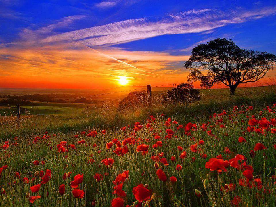 plange si cerul de airelia oanca