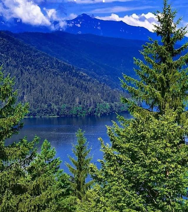 renaste-ma padure de elena tudose