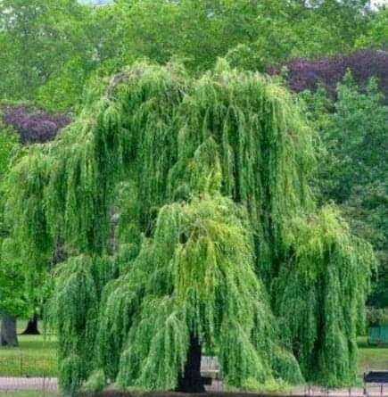 salcia la fel ca omul de elena tudosa