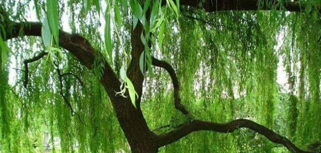 salcie plang ramurile tale de elena tudosa