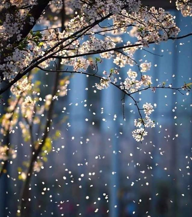 tristetea mea de elena tudosa