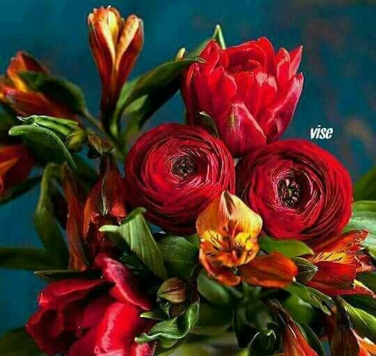 va iubesc noapte buna de elena tudosa