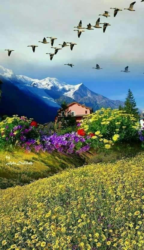 vers de dor de Teodora dumitru